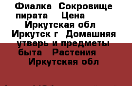 Фиалка “Сокровище пирата“ › Цена ­ 160 - Иркутская обл., Иркутск г. Домашняя утварь и предметы быта » Растения   . Иркутская обл.